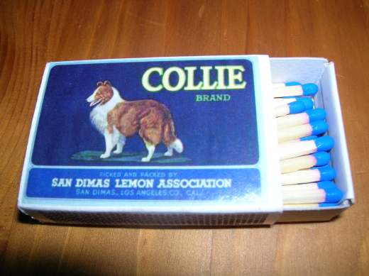 Collie